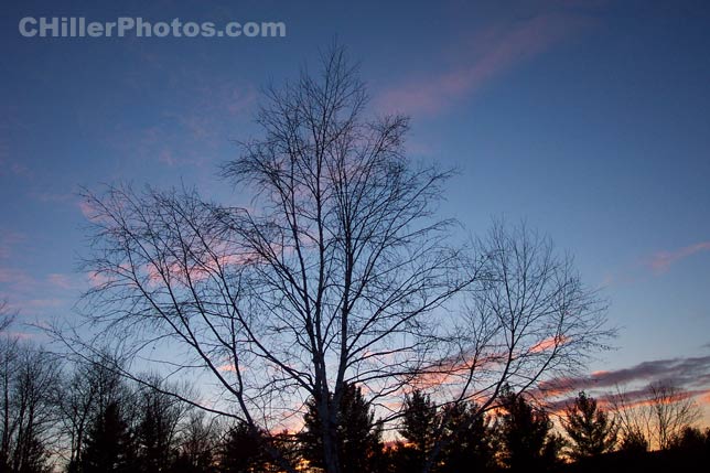 Tree Profile