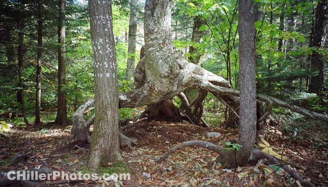 Basin Tree