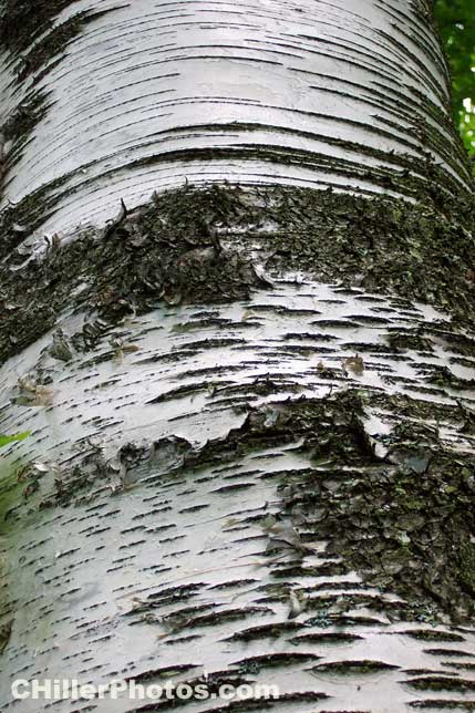 Birch Bark 2