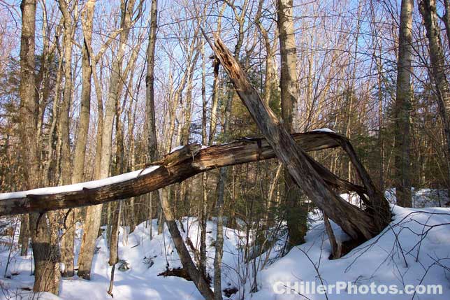 Fallen Tree