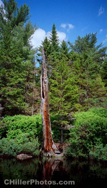 Lake Tree