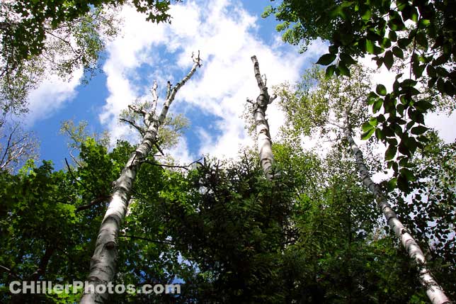 Standing Birch