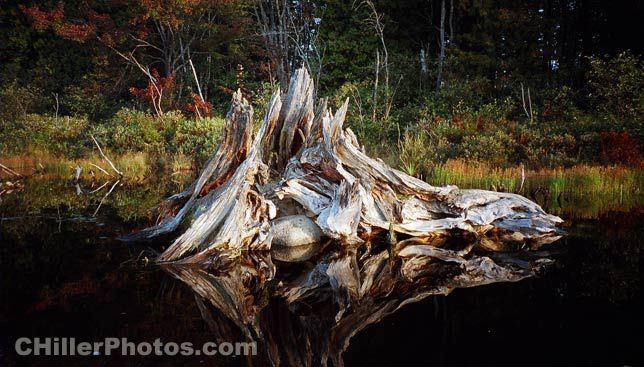 Stump In Water 1