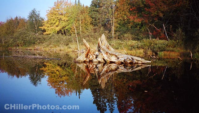 Stump In Water 2