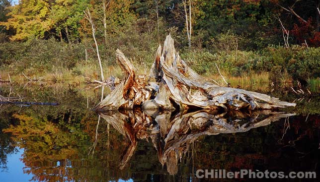 Stump In Water 3