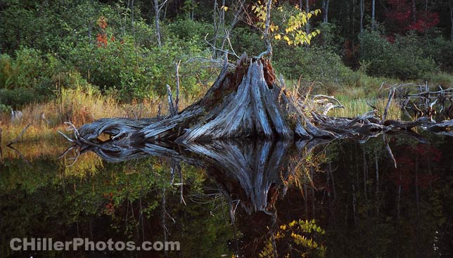 Stump In Water 4