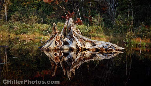 Stump In Water 5