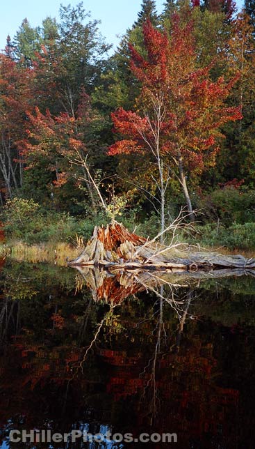 Stump In Water 6