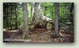 Basin Tree No. 4013
