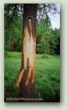 Bear Tree No. 4021