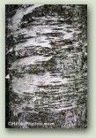 Birch Bark 1 No.  0131