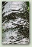 Birch Bark 2 No. 0132