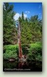 Lake Tree No. 4009