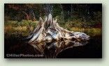 Stump In Water 1 No. 3012