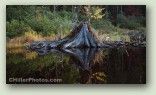 Stump In Water 4 No. 3015