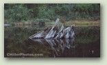 Stump In Water 7 No. 3019