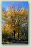 Yellow Fall Maple No. 0297