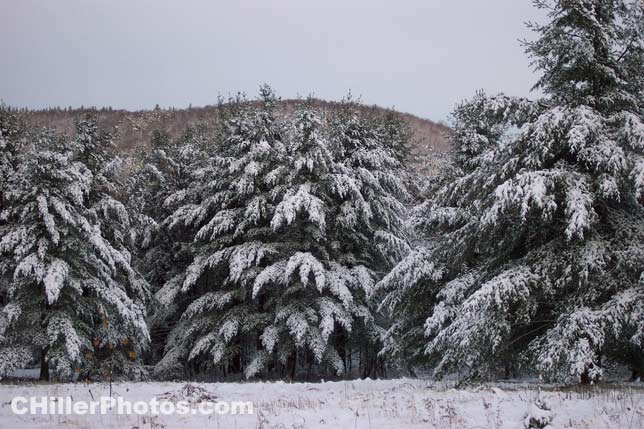 Winter Pine