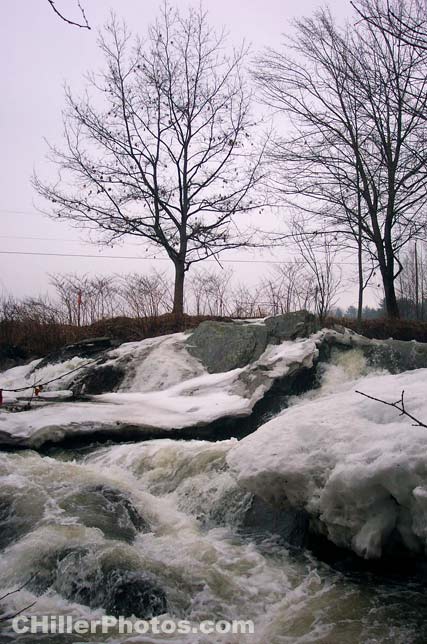 Ice Tree 1