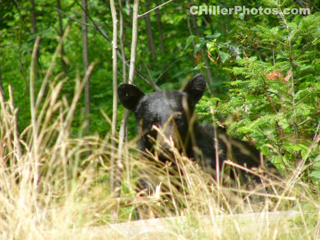 Bear In Bush