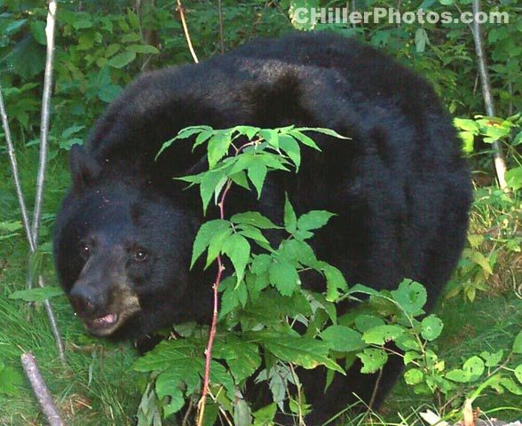 Bear Smiling