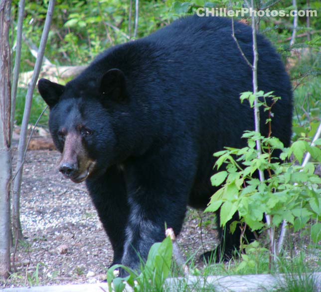 Bear Walking