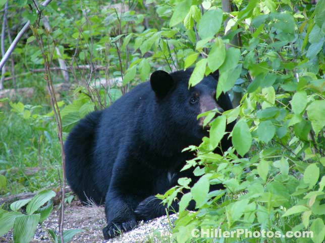 Peek-a-boo Bear