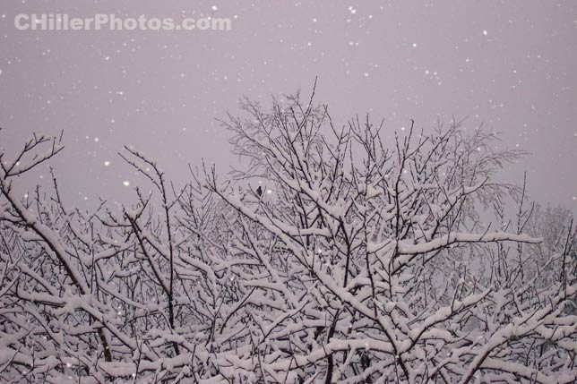 Bird In Snow Tree