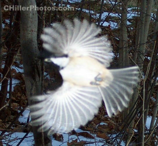 Chickadee In Flight