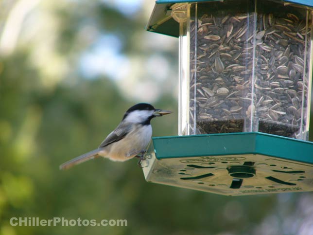 Chickadee Seed