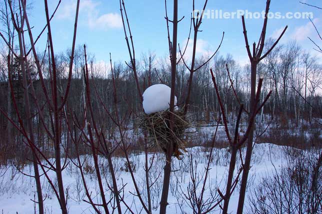 Empty Bird Nest