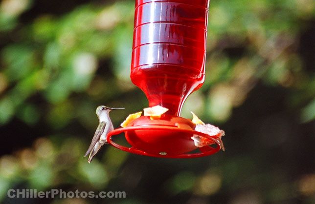 Hummingbird 1