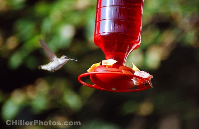 Hummingbird In Flight