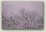 Bird In Snow Tree No. 1153