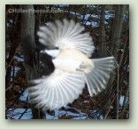 Chickadee In Flight No. 002