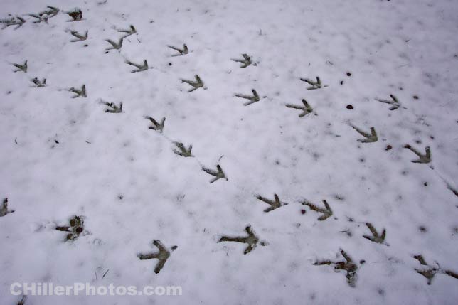 Turkey Tracks