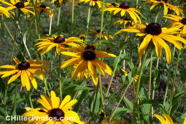 Black Eyed Susan 1