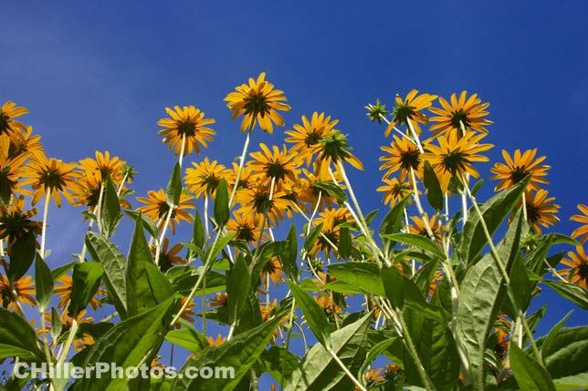 Black Eyed Susan 2