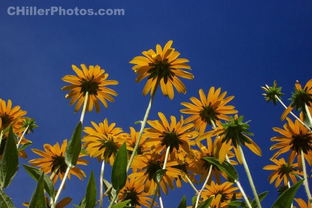 Black Eyed Susan 3