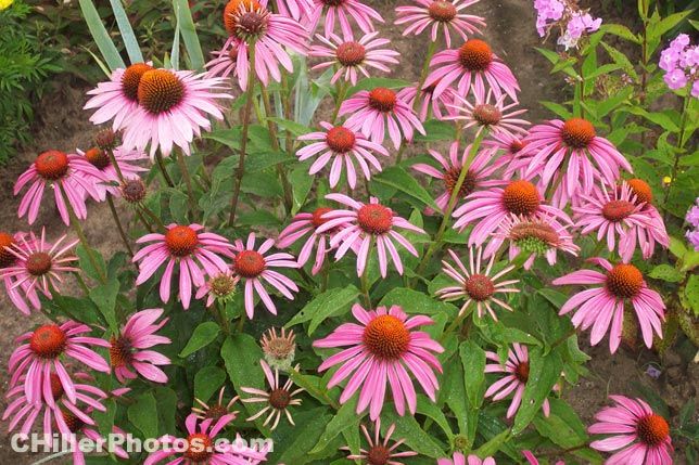 Echinacea