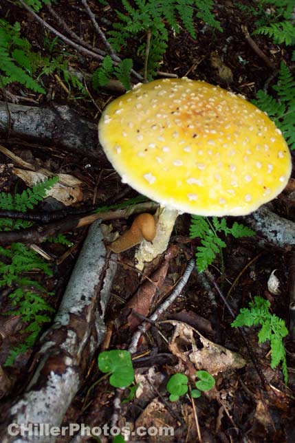 Mushroom With Slug