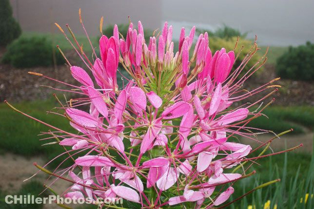 Spider Flower