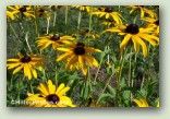 Black Eyed Susan 1 No. 0202