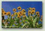 Black Eyed Susan 2 No. 0203