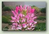 Spider Flower No. 0081