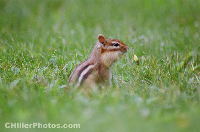 Chipmunk 1