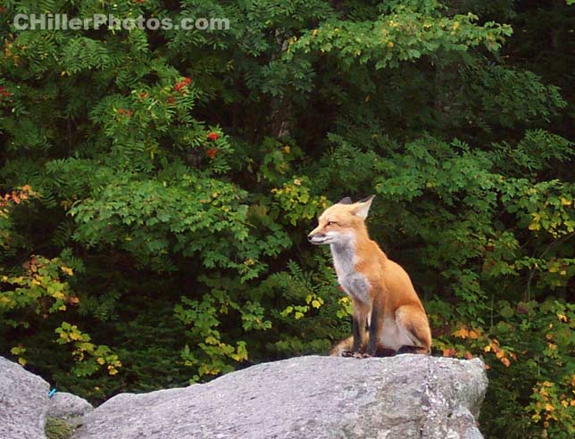 Fox 1