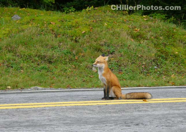 Fox Sit