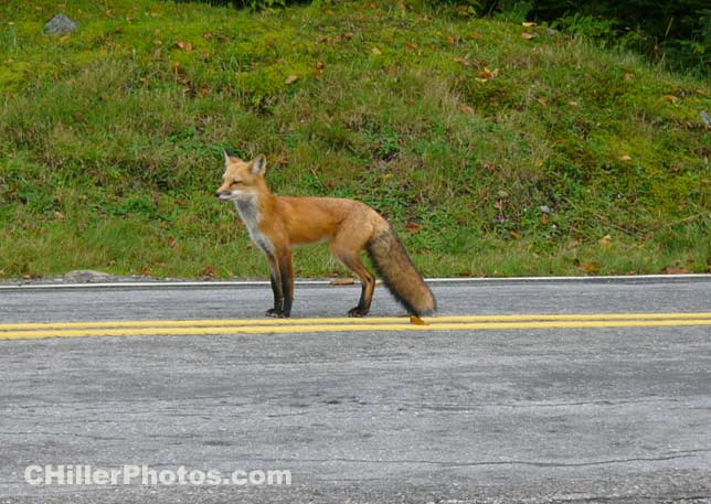 Fox Trot