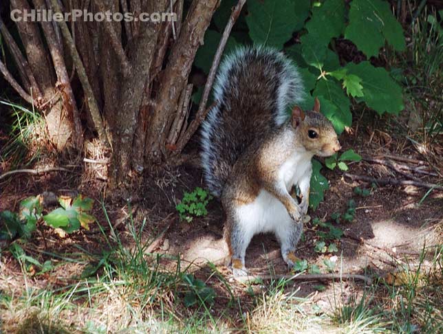 Gray Squirrel